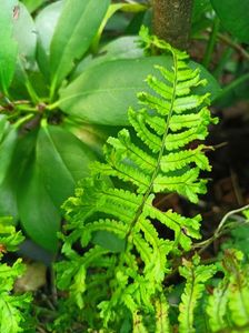 Dryopteris affinis Cristata "The King"
