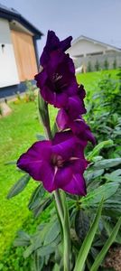Gladiole mov ♥️
