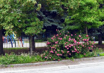 Flowers in Little Italy,Ottawa ON
