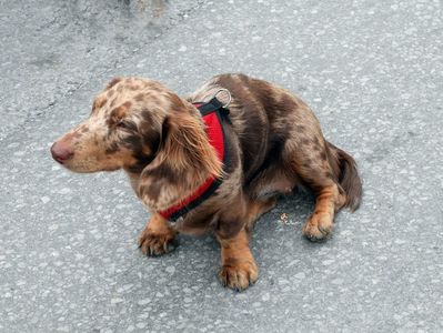 Waiting Dog 3
