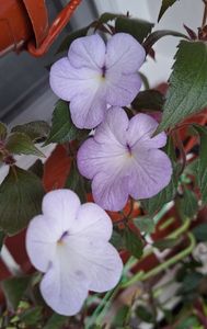 19. Cattleya Light