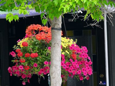 Flowers 2 in Little Italy,Ottawa ON---