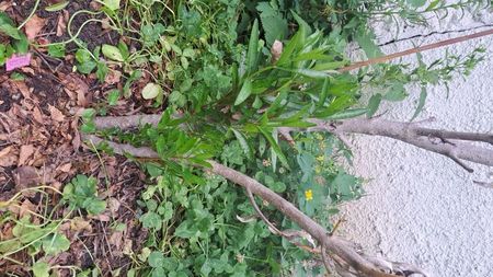 IMG-20240522-WA0003