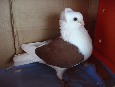 f 230-19