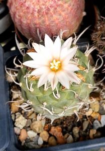 Cel mai harnic cactus in 2024- turbinicarpus
