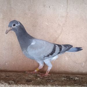 Pui 24-533