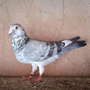 Mascul 19-001