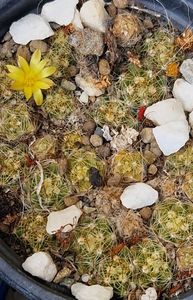 M. surculosa