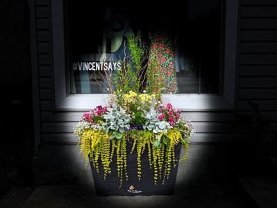 Flowers in Little Italy 1,Ottawa ON