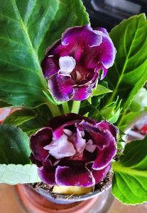 25.06.2024; Gloxinia
