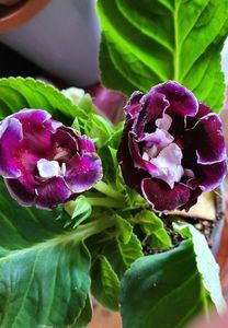 25.06.2024; Gloxinia
