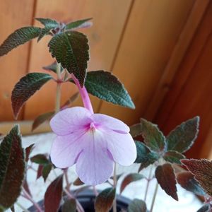 Peach Blossom
