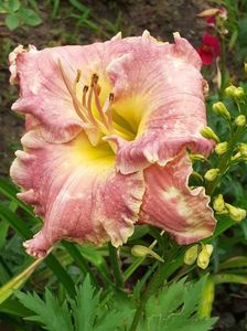 Messenger_creation_0fa99914-d05c-4451-967d-b79fcd602d23