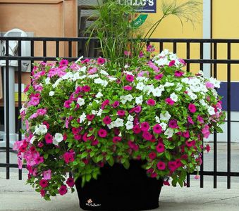 Flowers in Little Italy 3,Ottawa ON