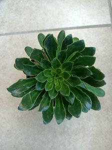 Lewisia Mountain Dreams