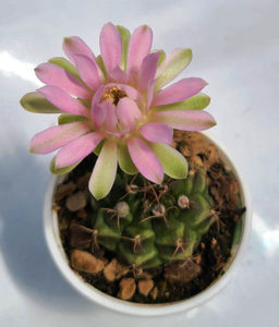 Gymnocalycium mihanovichii Chinese dates