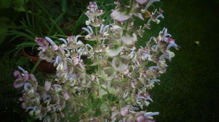 Salvia sclarea