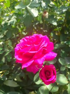 IMG20240627103618