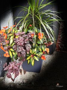 Flowers in Little Italy 9 ,Ottawa ON