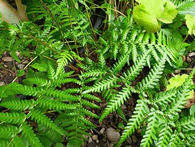 Dicksonia Antarctica