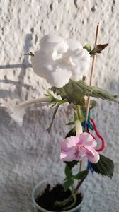 Lina caniculara, alba