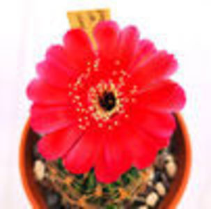 Lobivia cinnabarina
