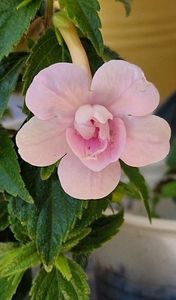 Double Pink Rose