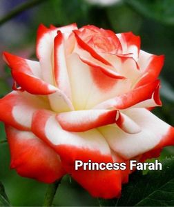 Princess Farah