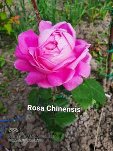 Rosa Chinensis