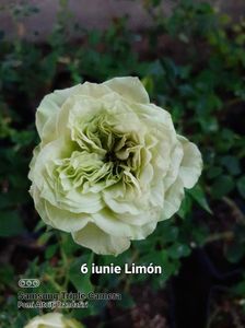 Limbo - limon