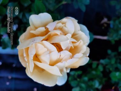 David Austin