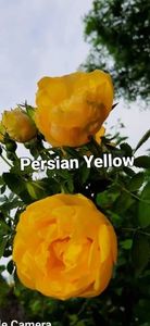 Persian Yellow