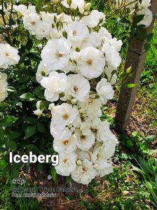 Iceberg