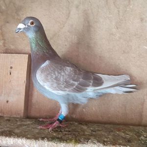 Mascul 21-983