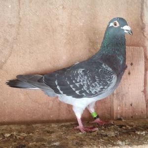 Mascul 23-638