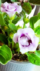 29.06.2024; Gloxinia
