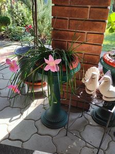 Zephyranthes rosea