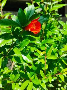 Punica granatum