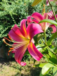 Lilium asiaticum hybr.