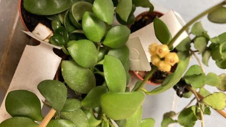 Hoya heuschkeliana yellow