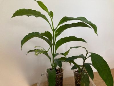 Hoya multiflora