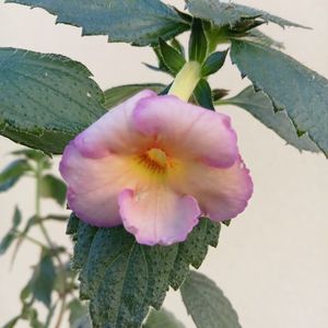 Yellow English Rose