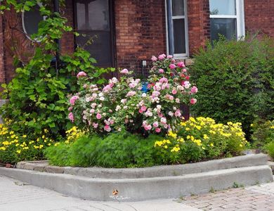 Flowers in Little Italy 6 ,Ottawa ON