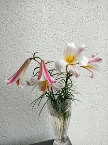 30.06.2024; Trompeta cu miros ü
