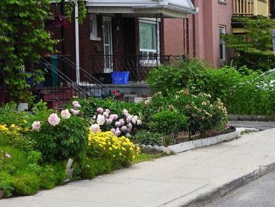Flowers in Little Italy 7 ,Ottawa ON