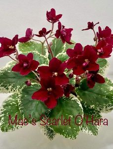 Mac s O Scarlet O Hara
