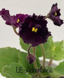 LaE Adrenalyn