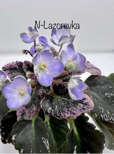 N Lasorevka