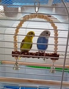 Noii membri ai familiei Maya și Paco ♥️