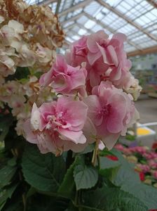 Img.2024.07.02; Hydrangea hovaria Twist 29,99€
